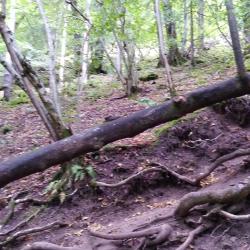 Arbre insolite